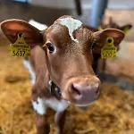 Oberlehenhof Farm stay Kaprun