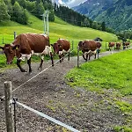 Oberlehenhof カプルーン
