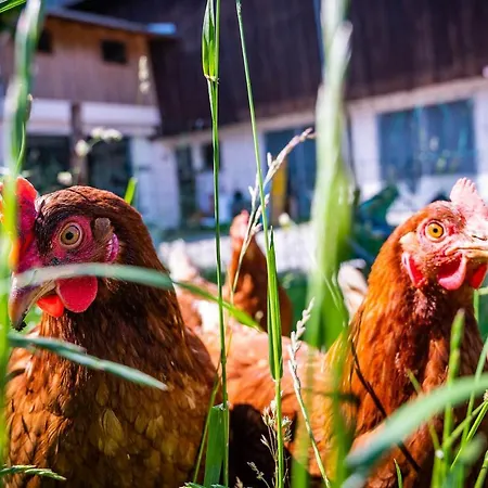 农家乐 Oberlehenhof 卡普伦