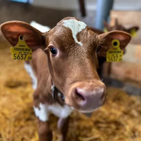 Oberlehenhof Κατάλυμα σε φάρμα Kaprun