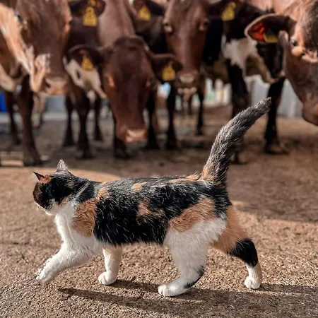 Oberlehenhof Κατάλυμα σε φάρμα Kaprun