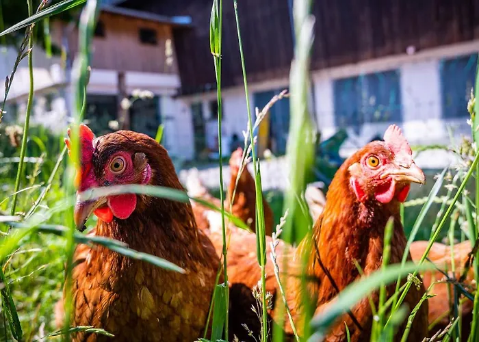 Κατάλυμα σε φάρμα Oberlehenhof Kaprun