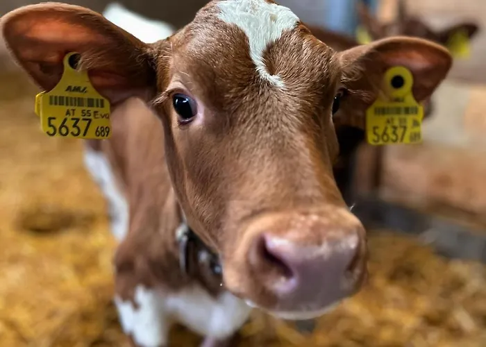 Oberlehenhof Κατάλυμα σε φάρμα Kaprun