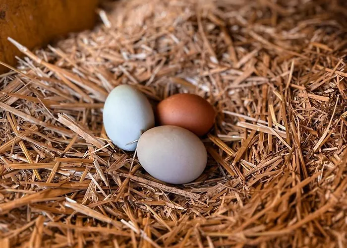 Oberlehenhof Lantgård