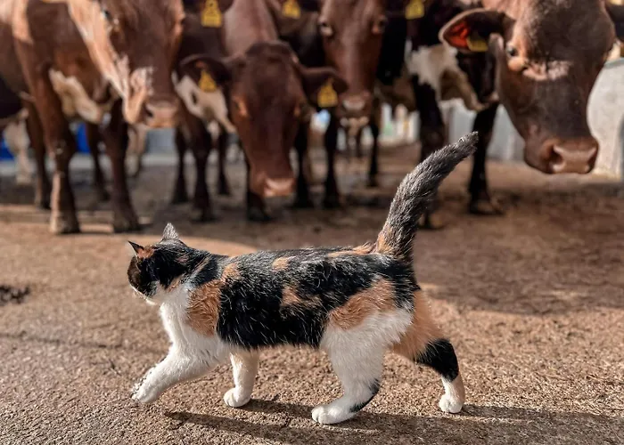 Oberlehenhof Κατάλυμα σε φάρμα Kaprun