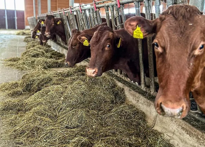 Lantgård Oberlehenhof *